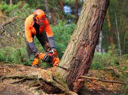 Professional Tree Removal in Monaca, PA